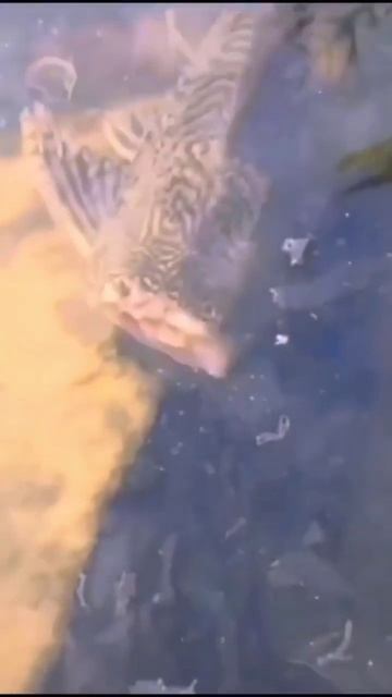 Rare mutant fish seen probability shorts rare