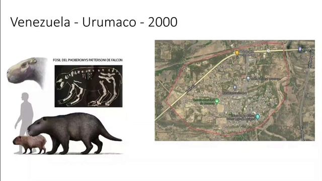 Phoberomys - o rodedor gigante | Fósseis do Museu #11 смотреть онлайн