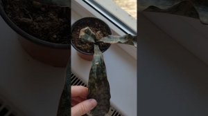 Рассказываю за сансевиерию сорт уитни и старт каньон гранит.