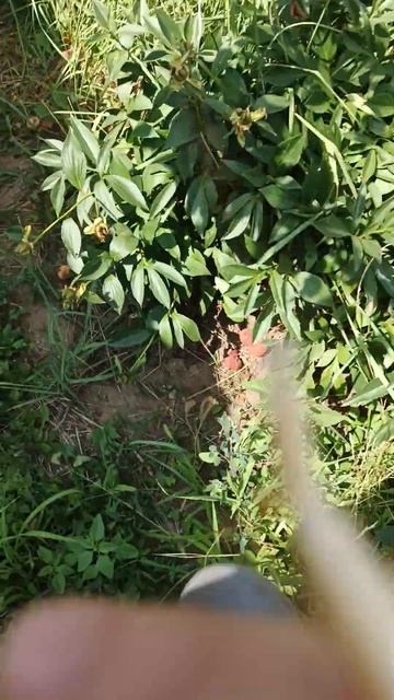 богомол. Природа вокруг нас! смотреть онлайн