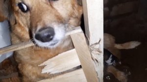 Мучительные роды/родила на холодном песке