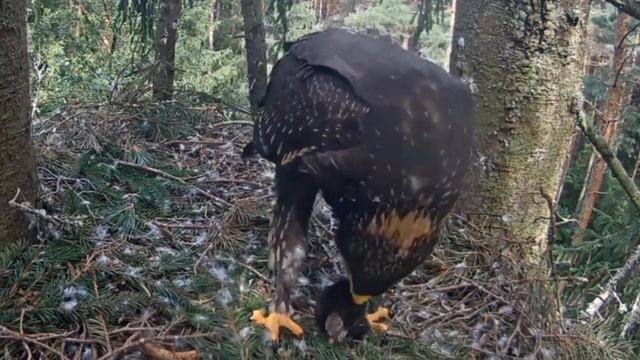 CHICKS EVE FOOD MOLE MOM BRINGS IN. Lesser Spotted EAGLE ANNA ANDRIS EVE 2024 SEASON. EVE FLEDGED 