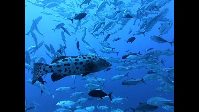 20190715　 粟国　カスリハタ他