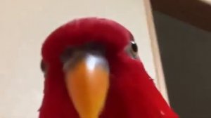 Красный Попугай Мем Попугай Смеётся И Смотрит В Камеру Мем