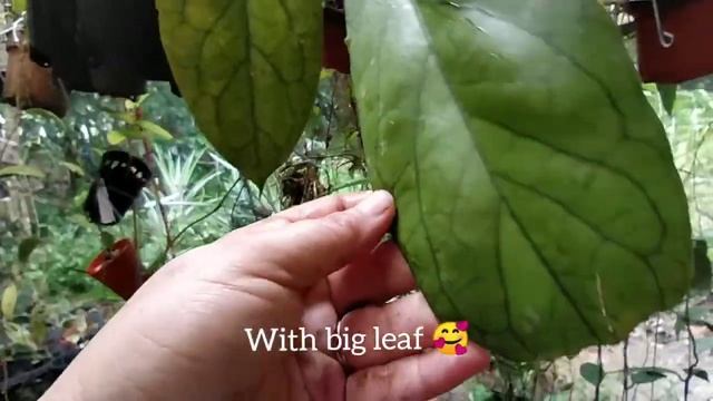 My Hoya collection part one. смотреть онлайн