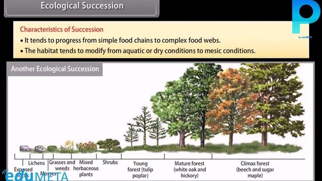Class 12th BIOLOGY Ecosystem