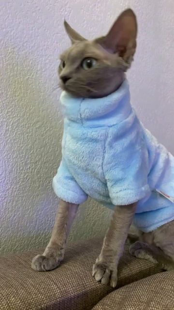 В одном взгляде понятно ВСЁ  Впервые примерили костюм котики кошки девонрекс Данадевонрекс