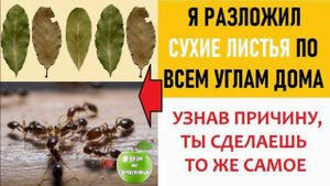 Как избавиться от насекомых в доме?  Просто разложи сухие листья по углам дома!