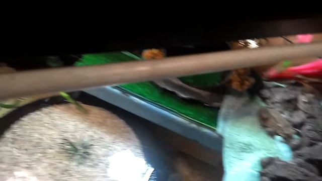 Жабы (Bufo-bufo). смотреть онлайн