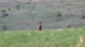 Манок Nordik Roe практика