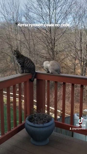 Коты гуляют сами по себе смотреть онлайн