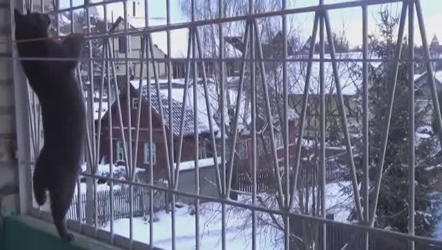 Кот мой Джим, Джимка