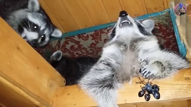 как съесть виноград и ни с кем не поделиться смотреть онлайн