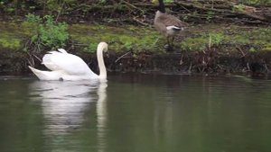 ЭТО ЛЕБЕДЬ И ГУСЬ.