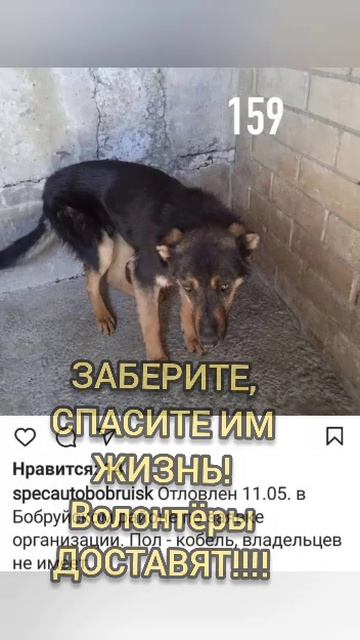 Ищeм сeмьи или кураторов - Бобруйск! смотреть онлайн