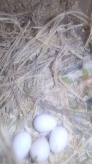 Another Productive Day !!! #shorts смотреть онлайн