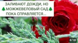 🌲МОЖЖЕВЕЛОВЫЙ САД🌲 ЗАЛИВАЮТ ДОЖДИ. 12.06.2024г.