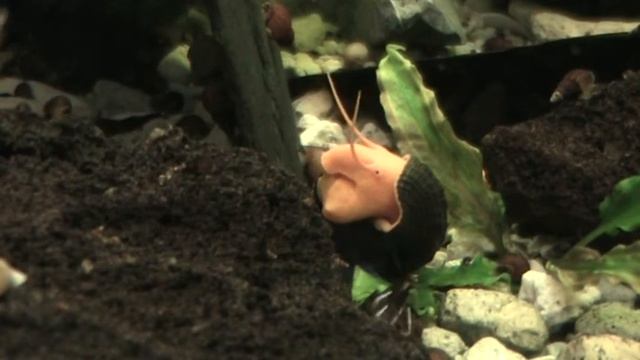 Tylomelania sp.orange & Kardinalsgarnele by aquarienwelt.ch