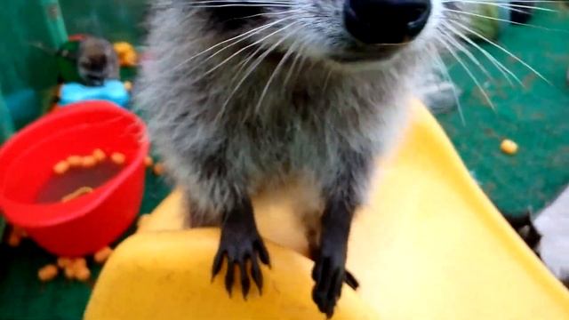 енотик смотреть онлайн