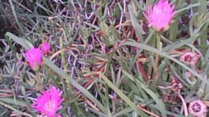 Fotonastia (reacción a la luz en plantas) en Portulaca (Lampranthus)