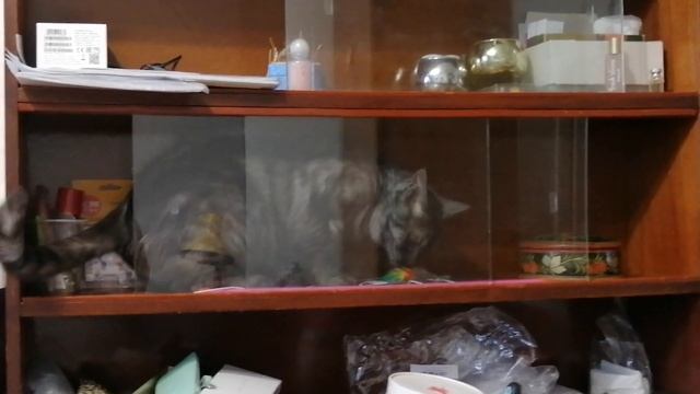 14.03.2020.  Пегас за стеклом смотреть онлайн