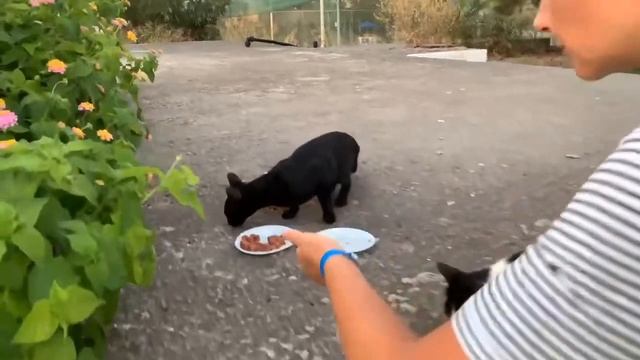 Сборник всех смешных и весёлых видео детей с канала (Аня и друзья) На природе. смотреть онлайн