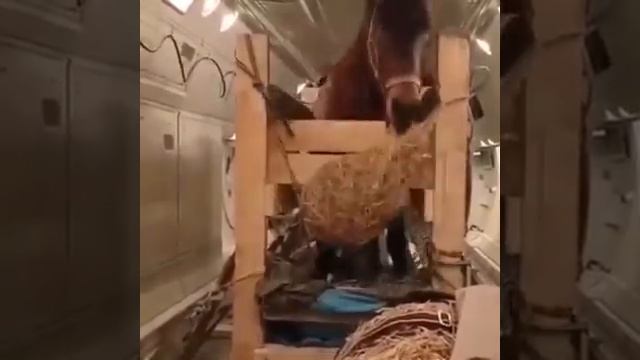 Перелет игарского жеребца Иго-го смотреть онлайн