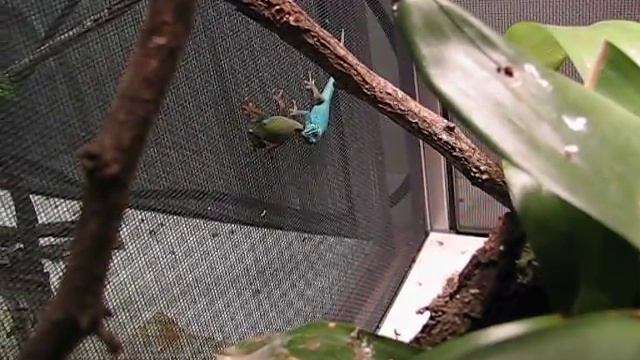 blue geckos, lygodactylus williamsi breeding behavior - observation only смотреть онлайн