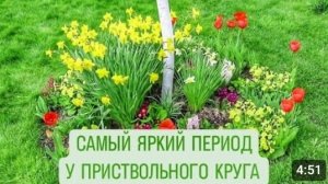 ПРИСТВОЛЬНЫЙ КРУГ СЕЙЧАС САМЫЙ ЯРКИЙ И РАЗНОЦВЕТНЫЙ. 16.04.2024г.
