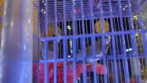 Канарейки, амадины.