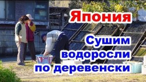 Деревня в Японии - Как сушат морские водоросли японцы!