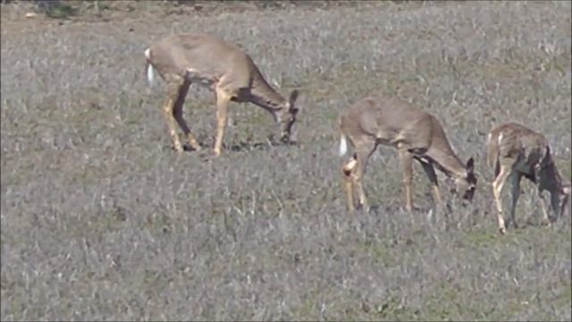 Whitetail Deer feeding in a field смотреть онлайн