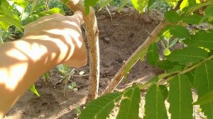 Айлант(китайский Ясень)