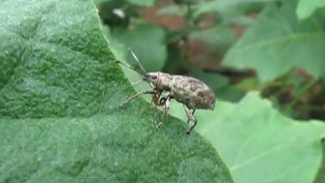 Ash weevil-Ant interactons смотреть онлайн