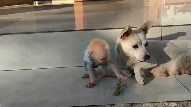 Super funny! Baby monkey Su's reaction when first time meeting a mantis смотреть онлайн