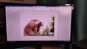 Скультэ, Урок 28