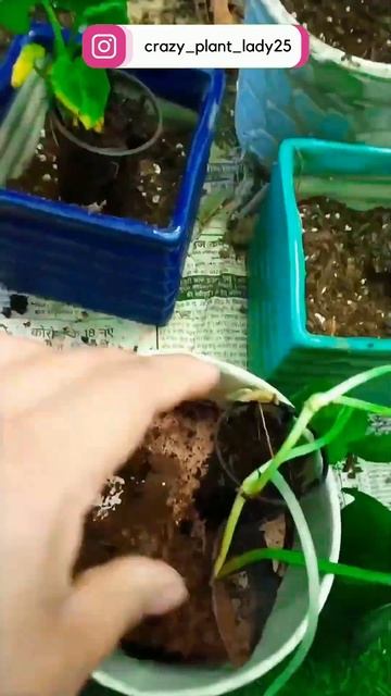 From Tiny to Thriving - Watch These Plant Saplings Get a New Home!