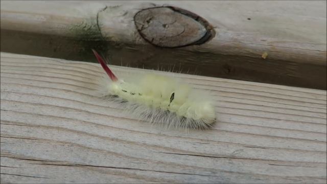 Pale Tussock - Calliteara pudibunda - Meriansborstel / 's Gravenvoeren - Belgium / 16-9-2018 смотреть онлайн