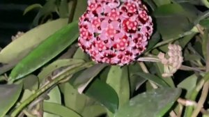 Hoya Meliflua