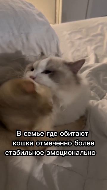 Как влияют кошки на настроение и здоровье человека 🐈💗 #cat #catsfacts смотреть онлайн