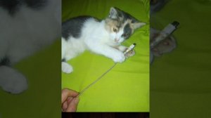 осторожно,красная плесень :песня про кота!!