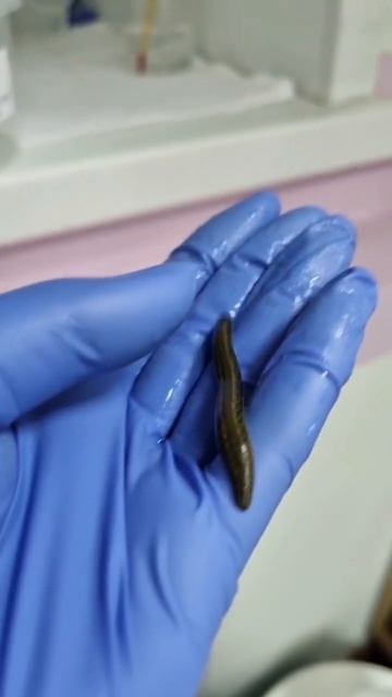 Гирудоцентр "Пиявки здесь"Постановка | Продажа | Обучение onlinegirudo.ru смотреть онлайн