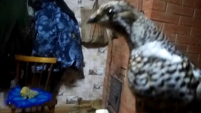 Рябчика голыми руками добыл! смотреть онлайн