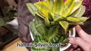 Обзор коллекции сансеверий Sansevieria в январе 2024 г.