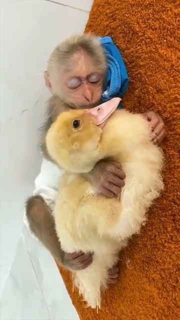 Monkey Sleeping With Duck смотреть онлайн