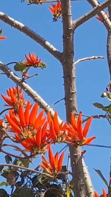 Red Flowers of Coral Plants beautiful | Erythrina tree flower | flowering tree смотреть онлайн