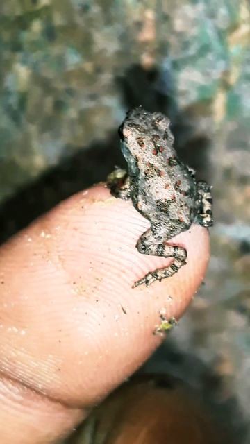 কুনোব্যাঙের ছাও/Bufu melanostictus kids #viral #nature #animals #youtubeshorts смотреть онлайн