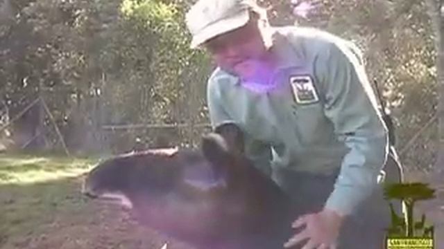 New Arrivals - Mountain Tapirs смотреть онлайн