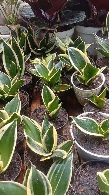 sansiviera murah / wa : 088802679087 / IG @marwahklaten @kebunhamzah смотреть онлайн