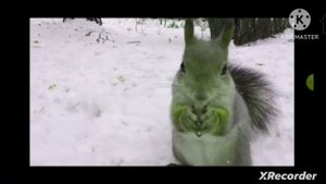 Любопытная белка in Mari Group